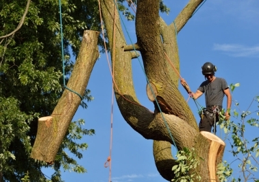 Tree Service Tips for Salem, Oregon Homeowners body thumb image